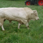 WCC Nagy-Britannia 2012 - DZ